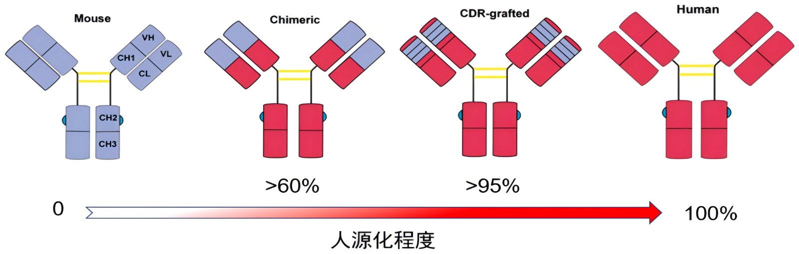 全人源抗体定制-1.jpg