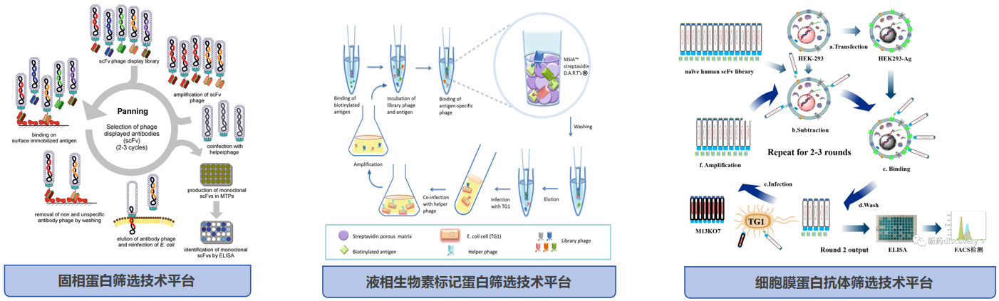 全人源抗体定制-5.png