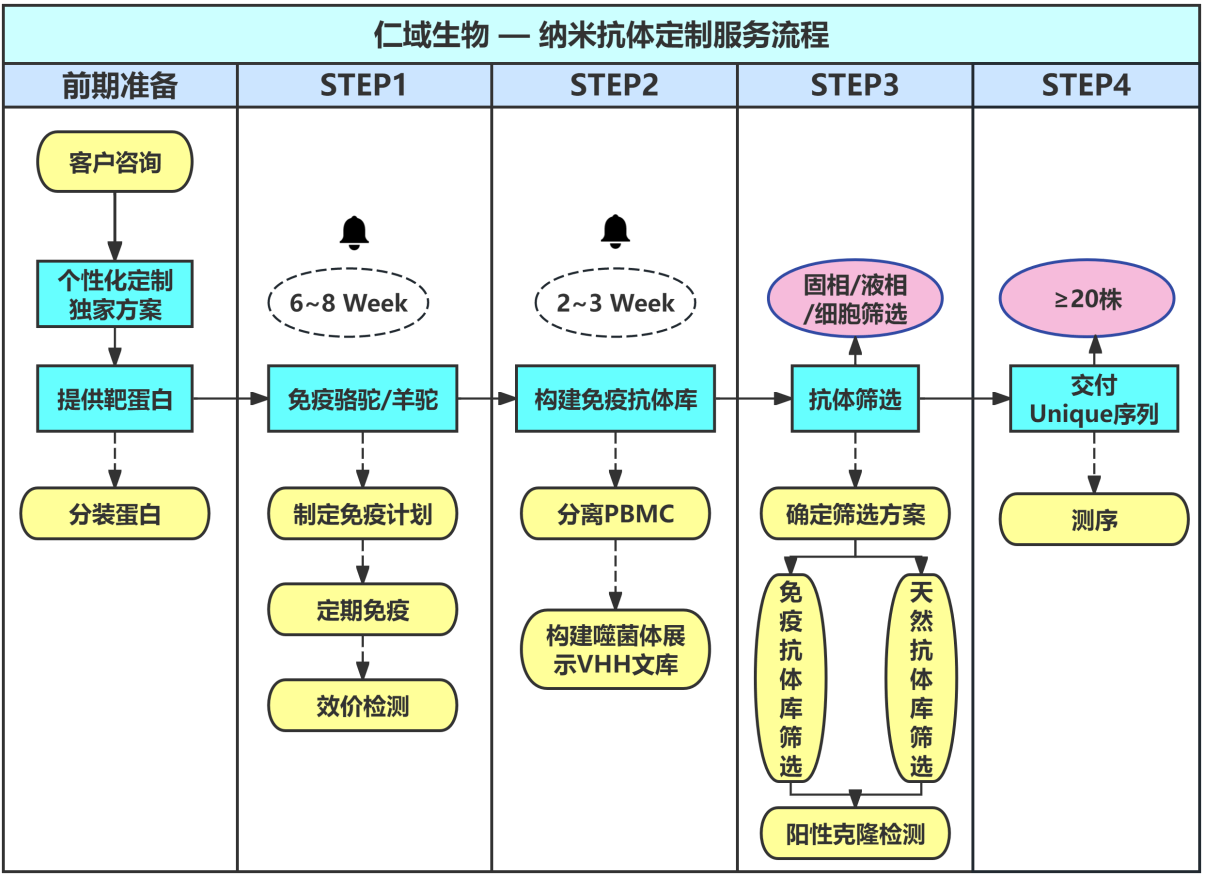 纳米抗体定制-3.png