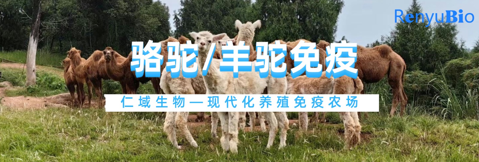 动物免疫服务__2024-11-26+15_50_27.jpg