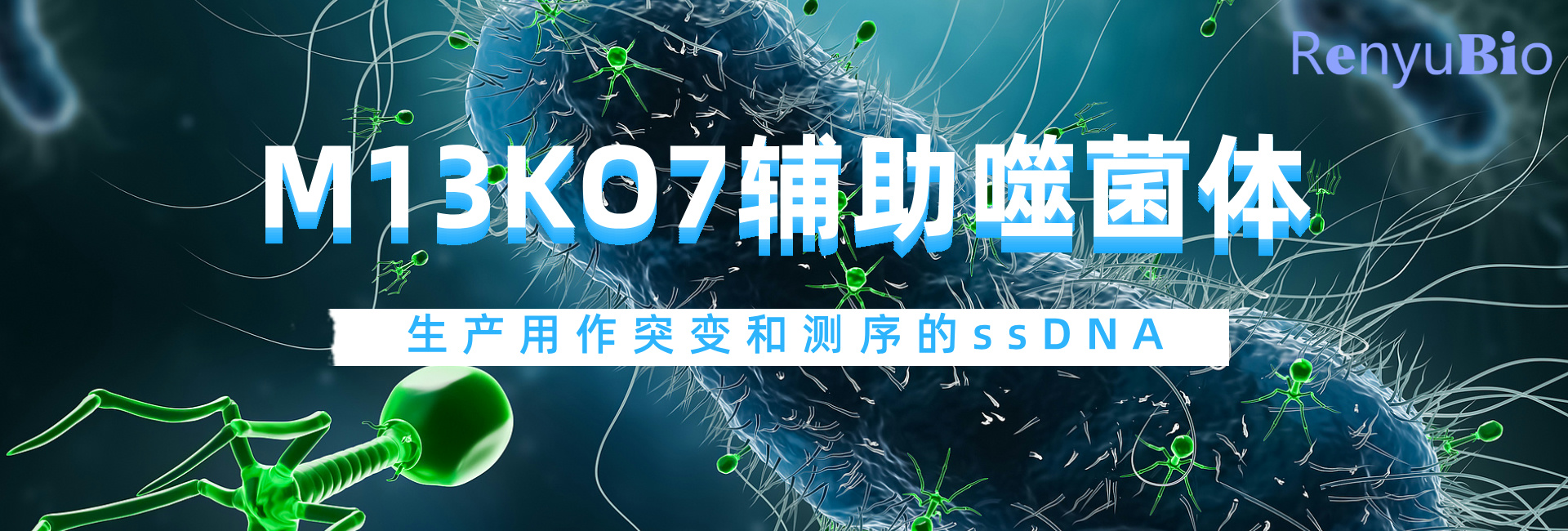 辅助噬菌体__2024-12-03+17_15_00.jpg