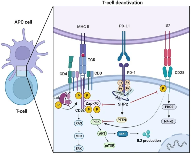 PD-1+PD-L1轴的免疫调节机制.png