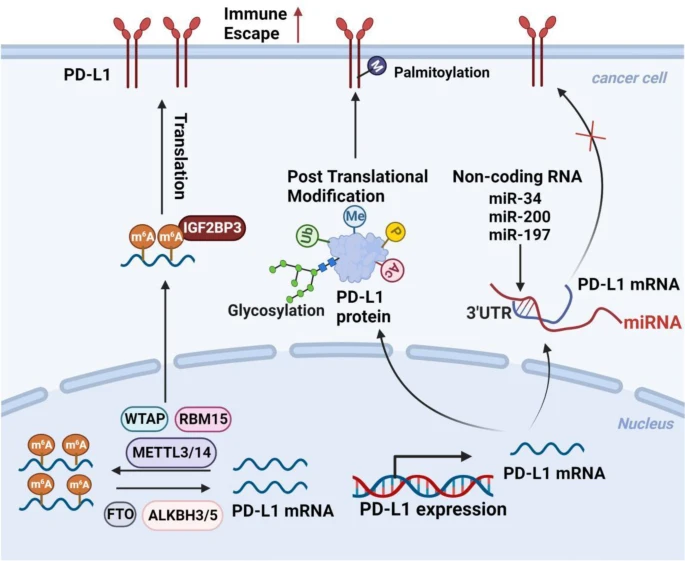 PD-L1 转录后和翻译后表达调节机制.png