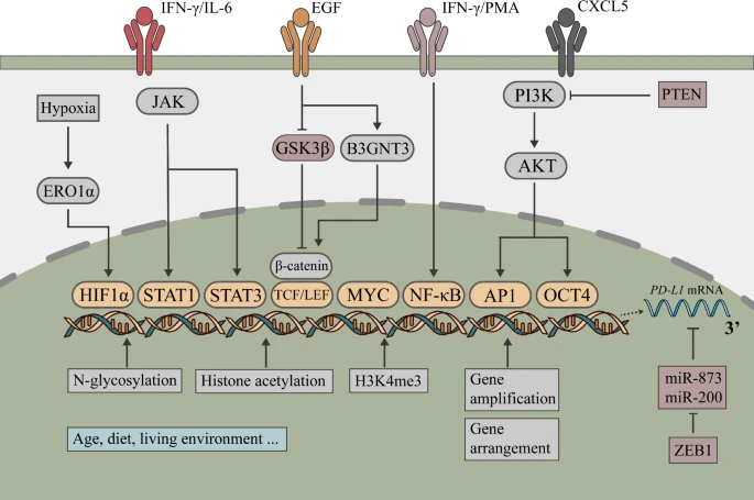 PD-L1 表达调控的相关信号通路.png