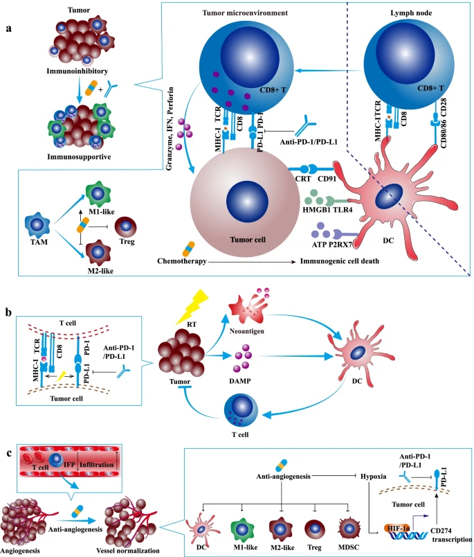PD-1+PD-L1 联合化疗、放疗或血管生成抑制剂的协同抗肿瘤疗效和机制.png