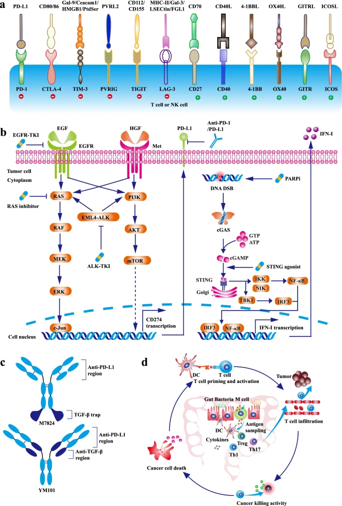 PD-1+PD-L1 与其他新疗法联合使用的协同抗肿瘤疗效和机制.png