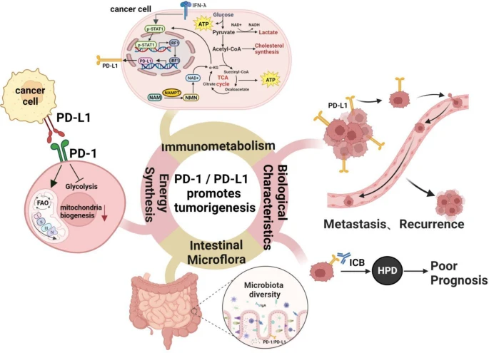 PD-1+PD-L1 信号传导影响细胞能量合成和代谢.png