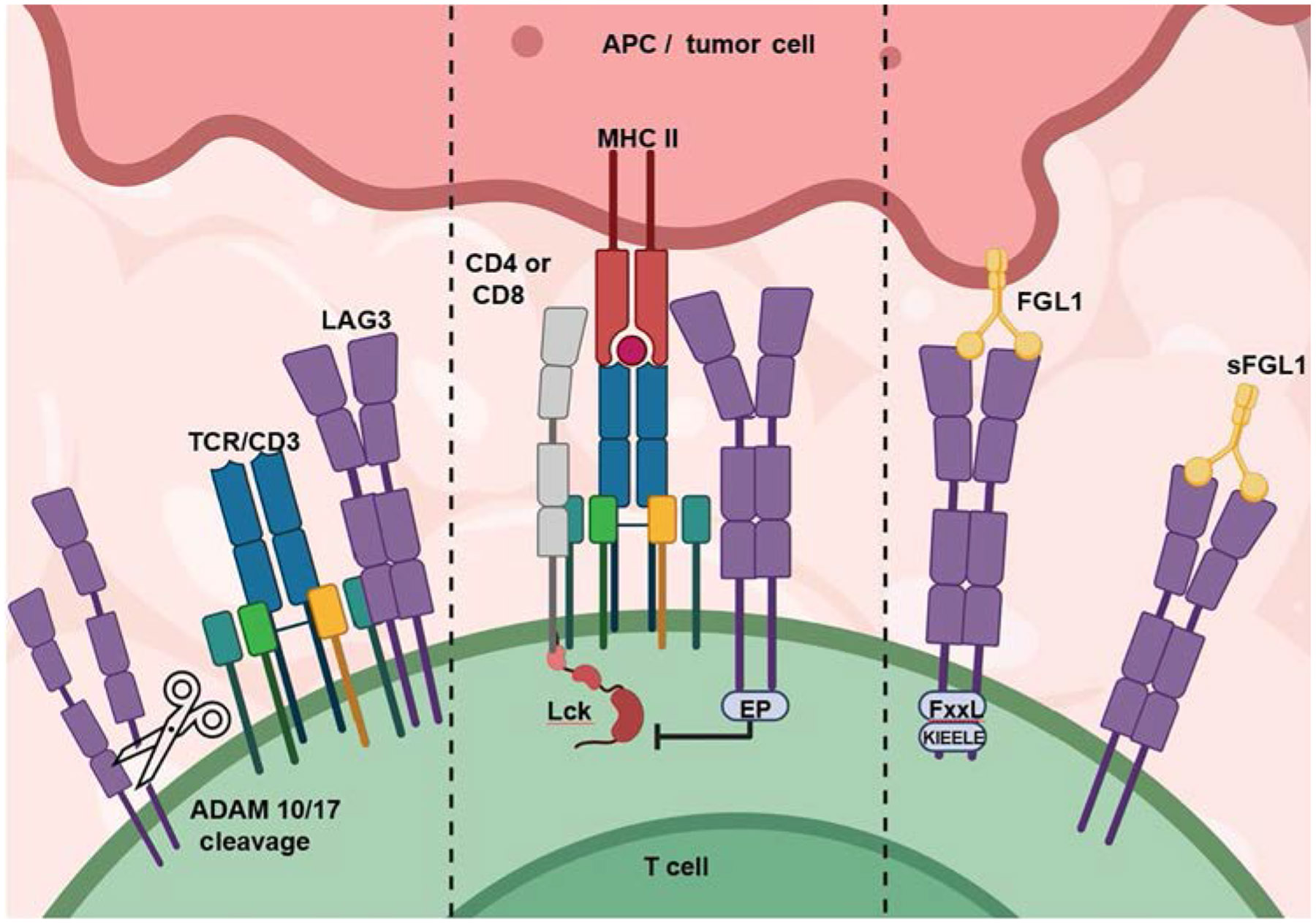淋巴细胞活化基因 3 (LAG3) 在肿瘤微环境 (TME) 中的作用.jpg