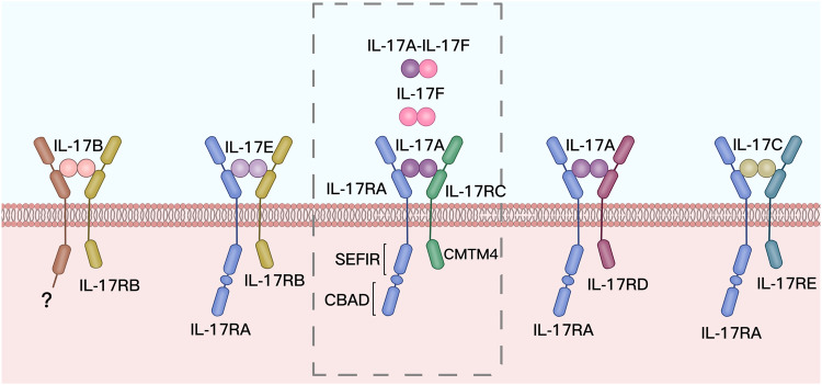 IL-17 细胞因子和受体家族结构示意图.jpg