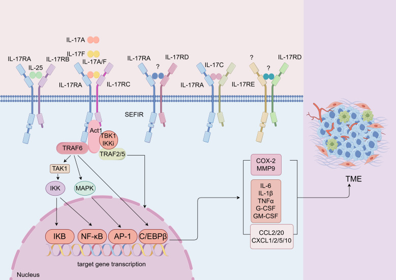 IL-17 信号转导.jpg