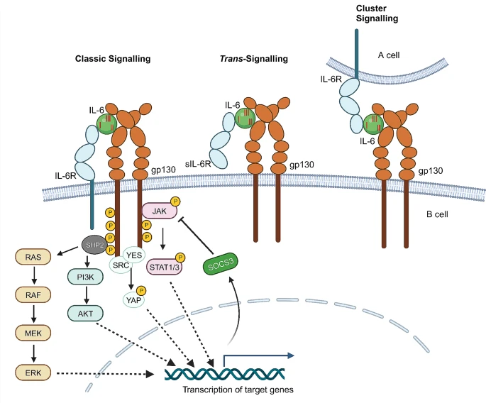 IL-6 信号传导和细胞内信号转导的模式.png